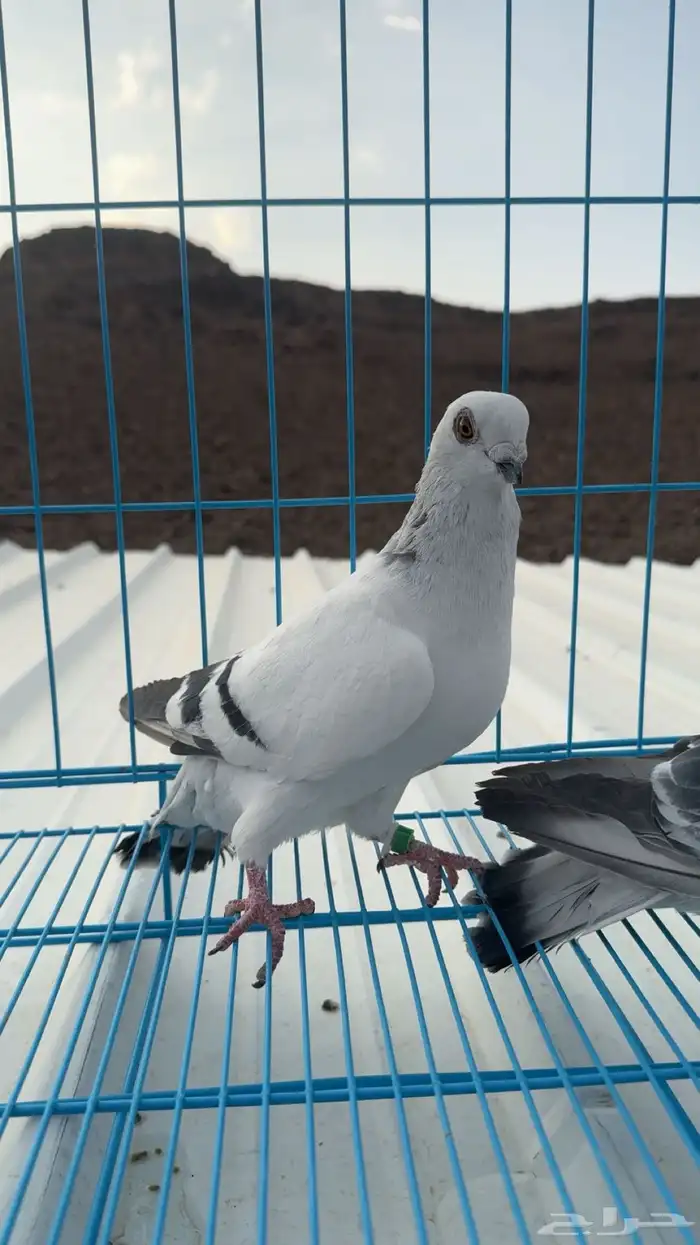 حمام شامي 4