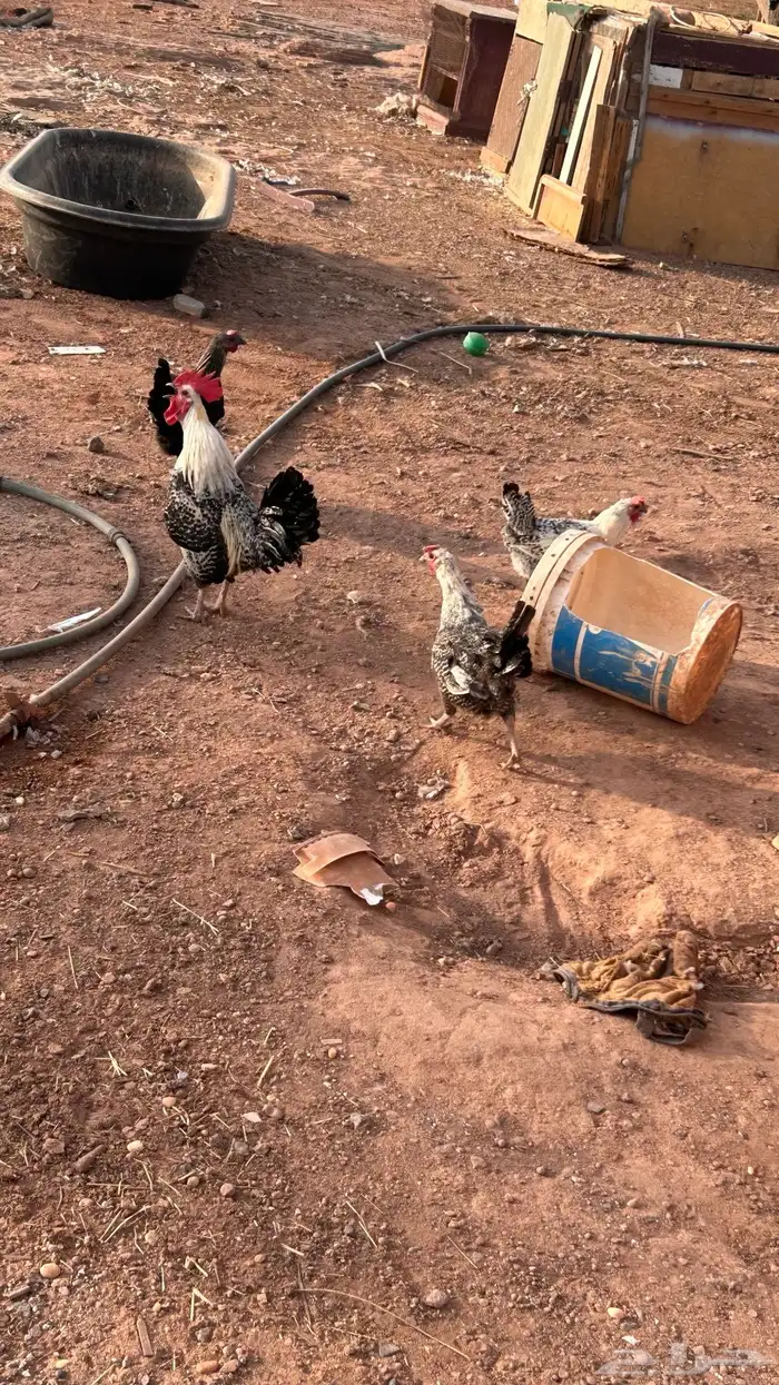 دجاج للبيع 0