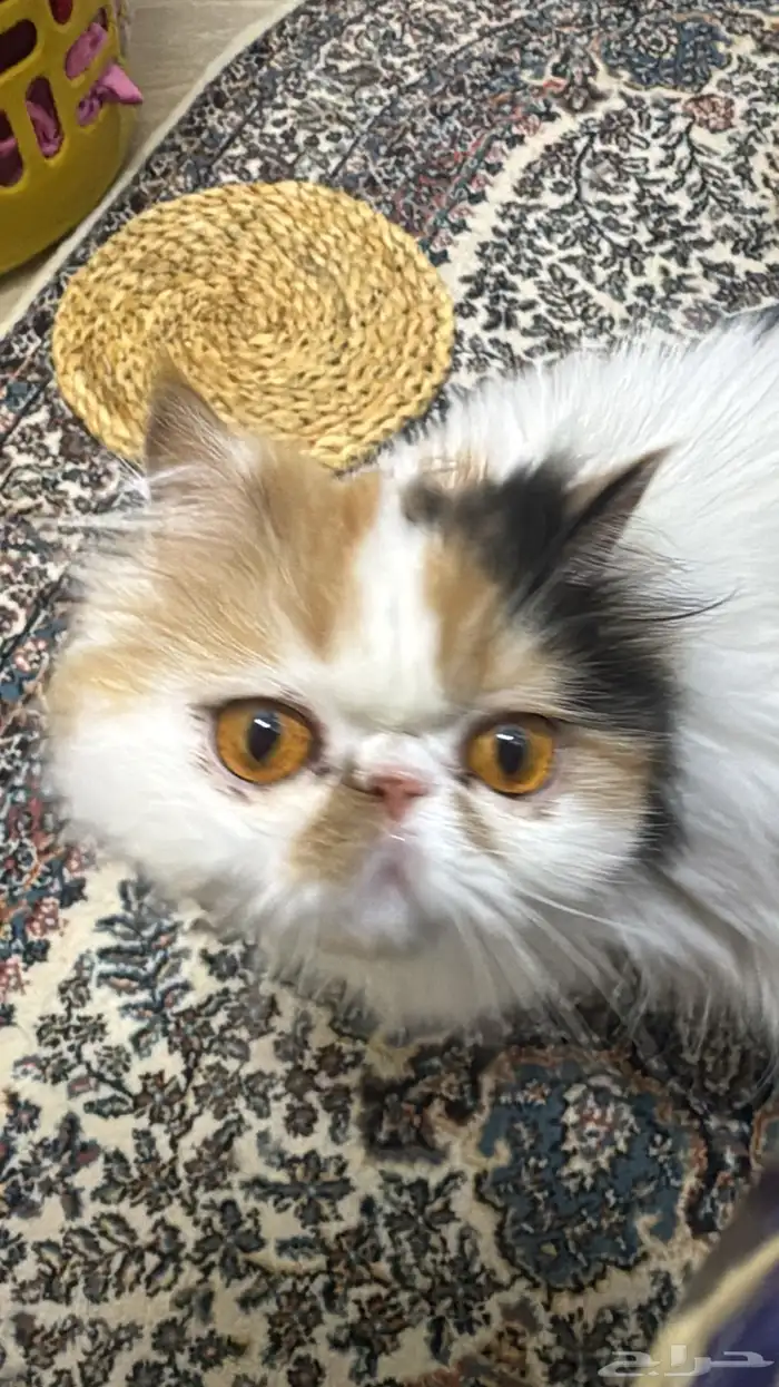قطه بيكي فيس 2