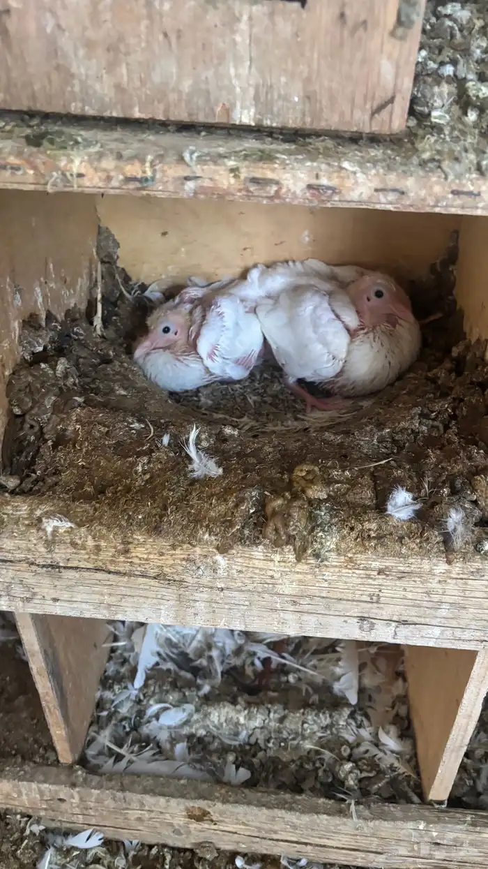 زغليل حمام فرانسي 1