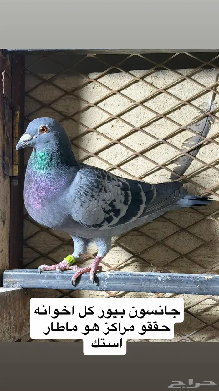 حمام زاجل سباق 0
