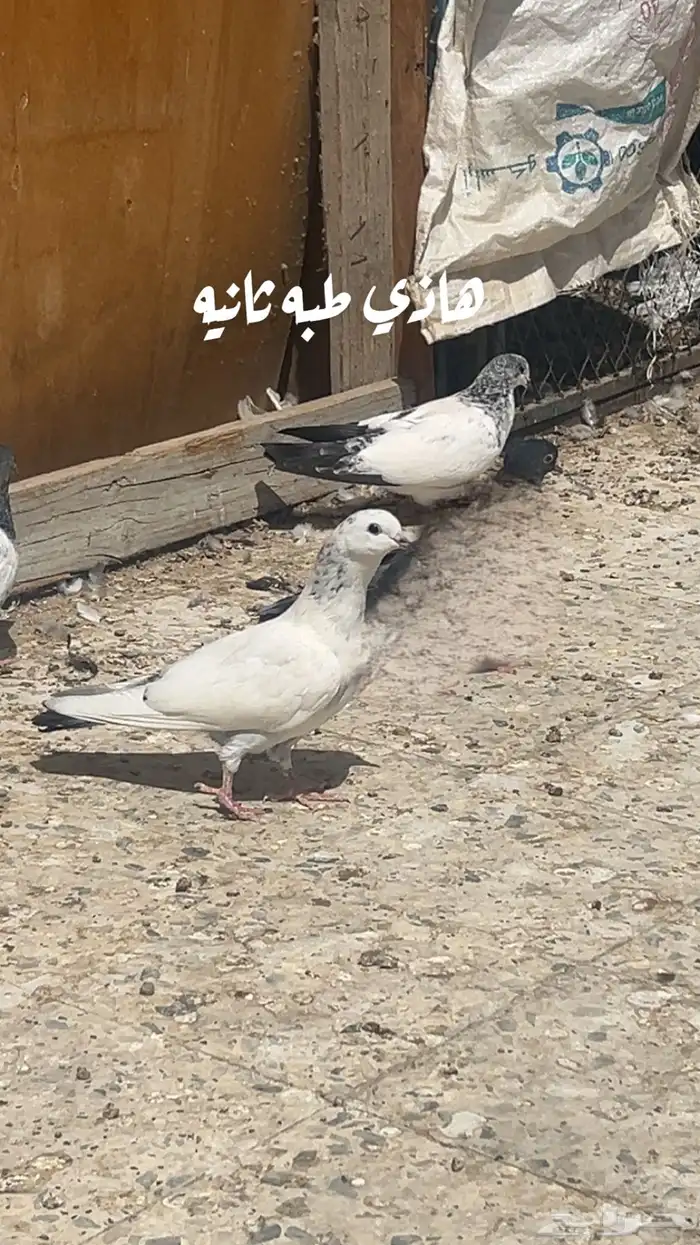 طبات وحشي من اساس قوي جدا وبيور 3