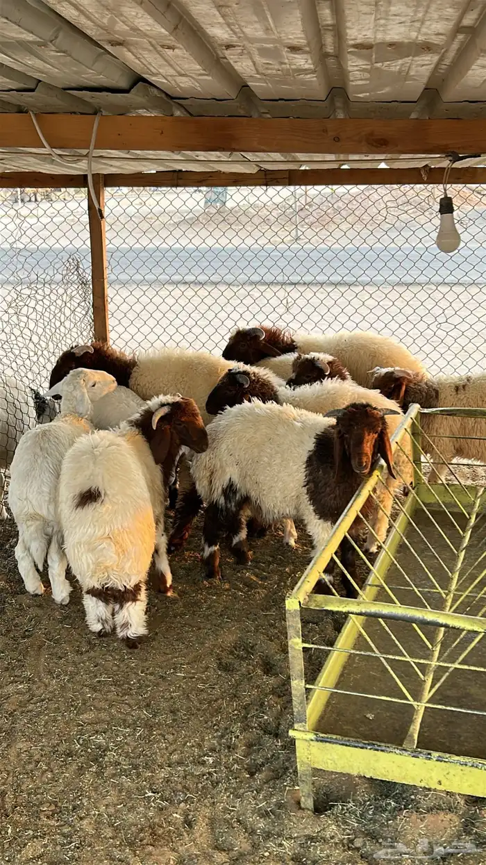 ذبايح نعيم بلدي شرط 3