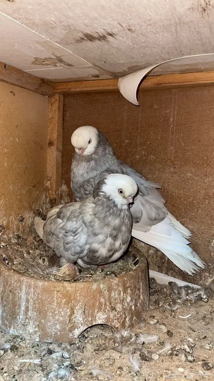 للبيع لونق فيس 3