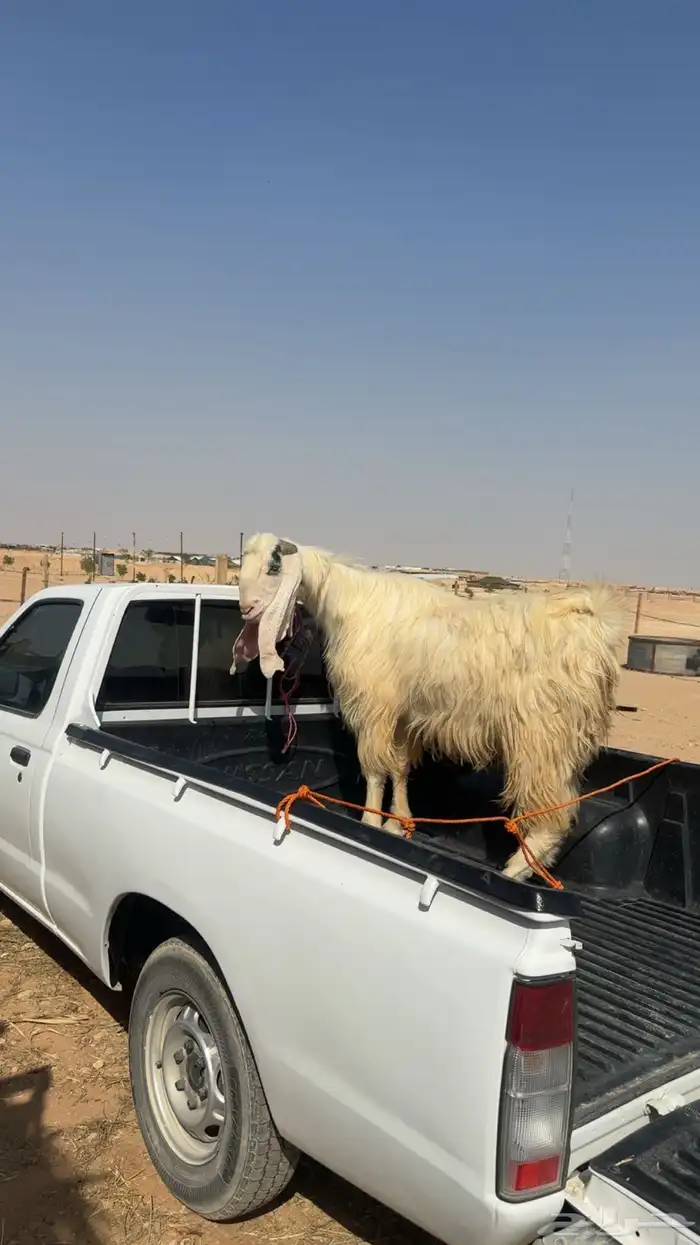 تيس مشروك جرمة طيب 1