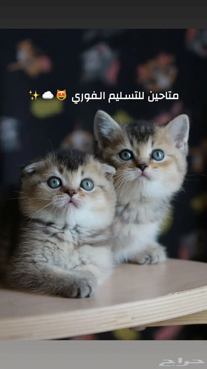 كتن سكوتش بيور جمال ما صار 2