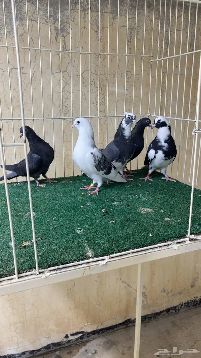حمام قطايف (طبات) 0