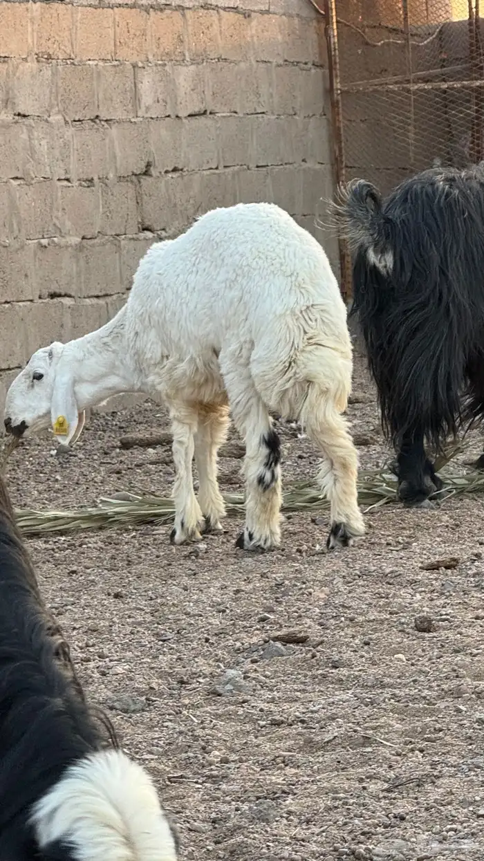 خرفان 4 للبيع 2