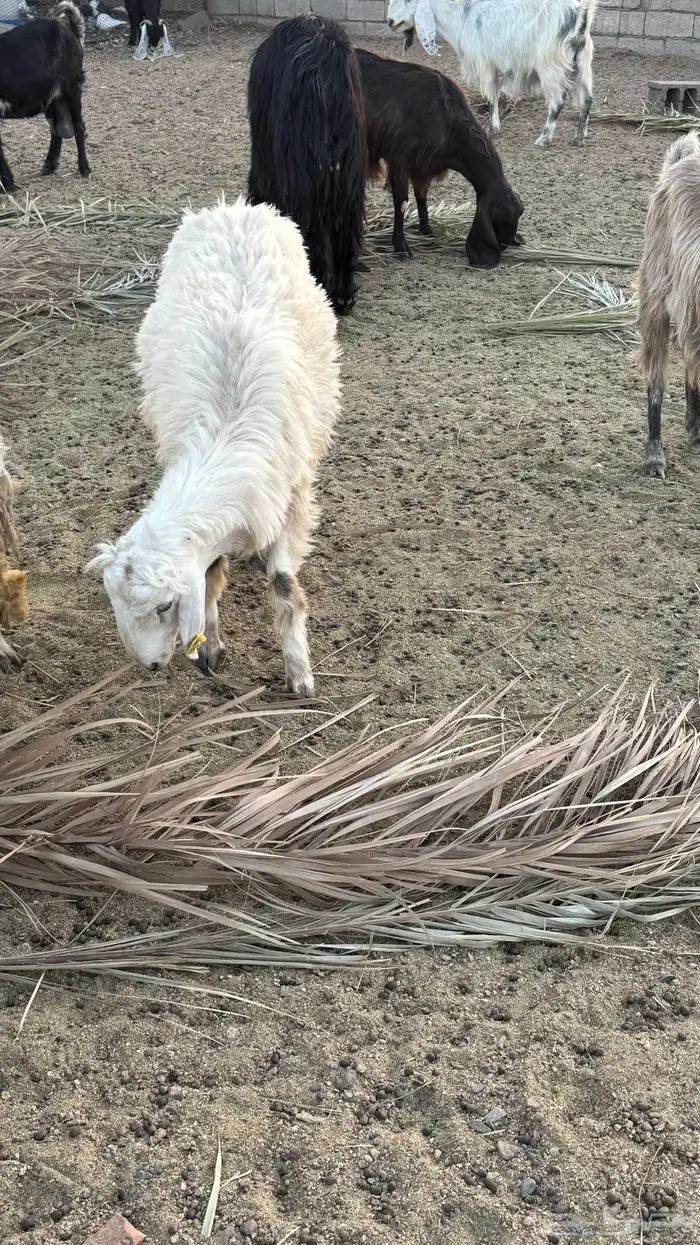 خرفان 4 للبيع 6