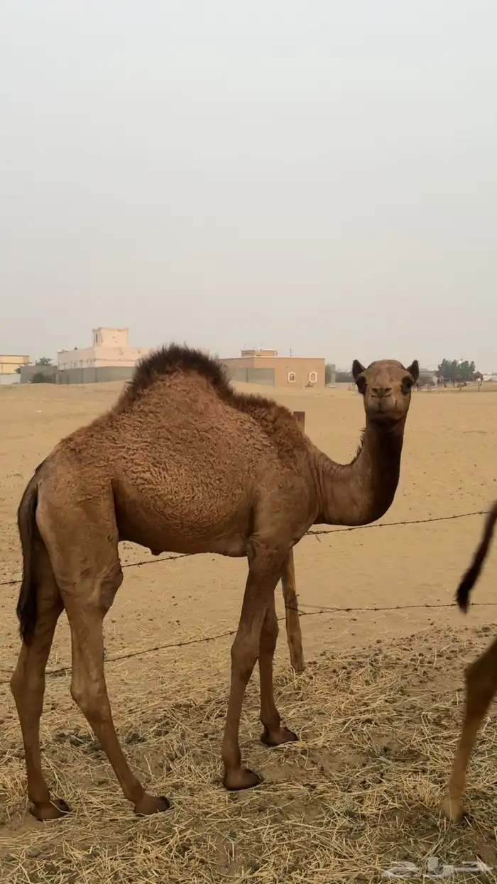 حشوان لبانيه 2