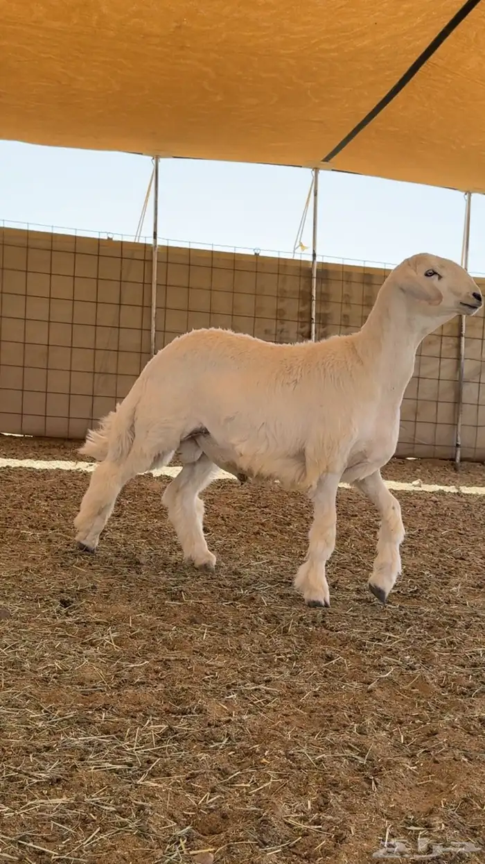 مشروع صنف الصنف 0