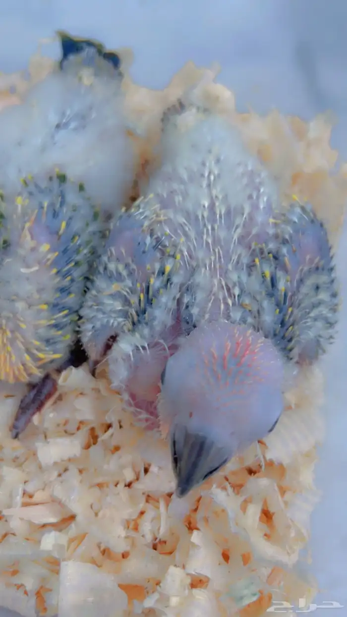 فروخ صن كنيور صبغه قويه 1