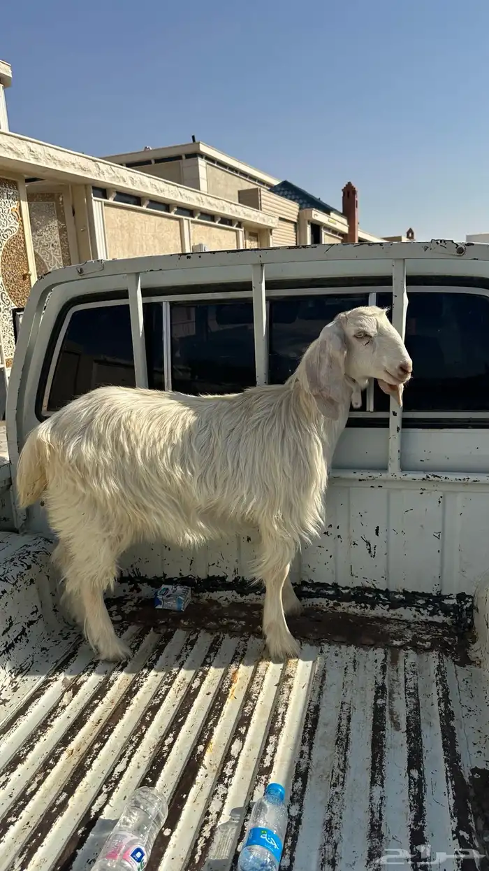 عناق 1