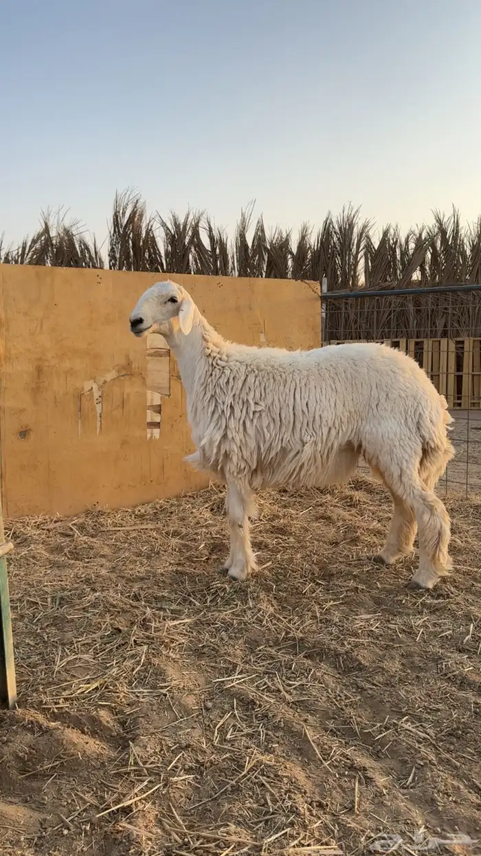 رخال حريات حرش مضاريع تم البيعع 0