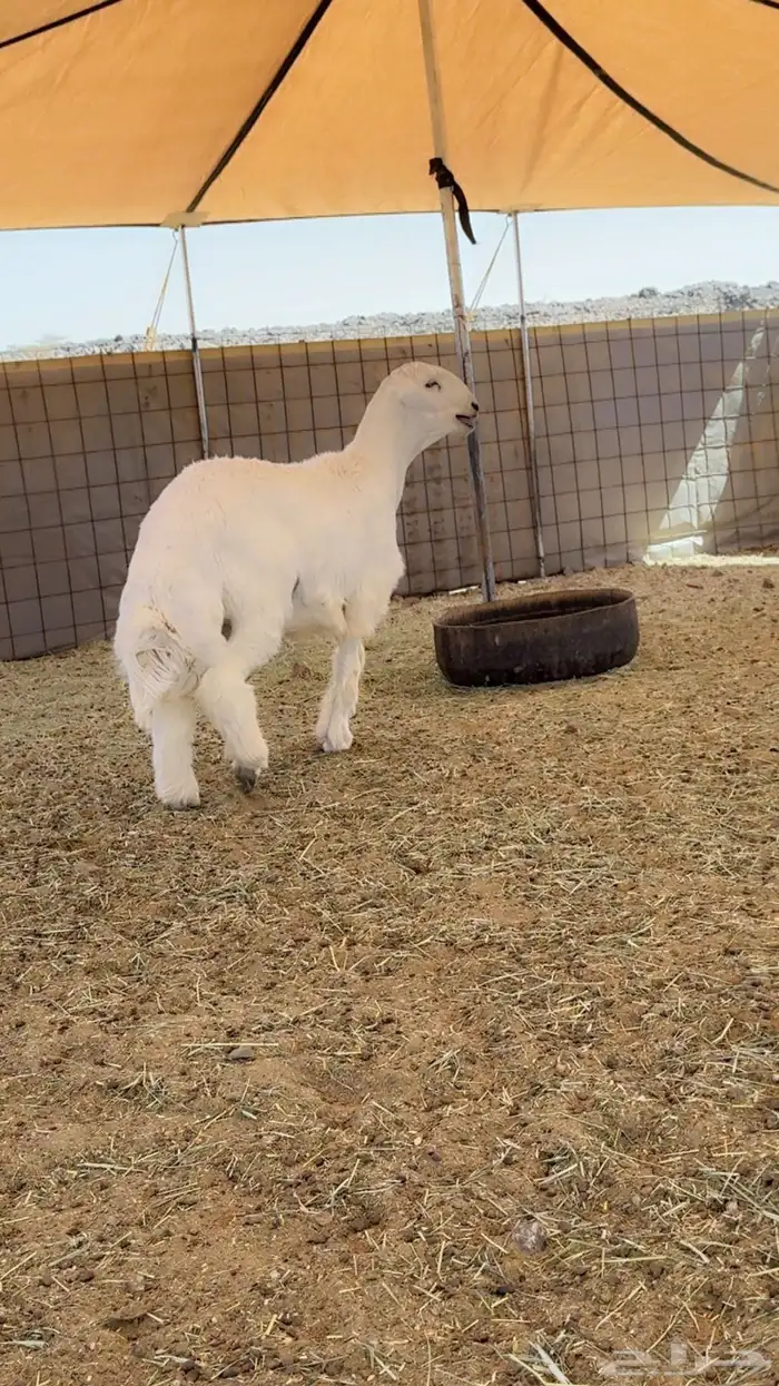 مشروع صنف الصنف 2