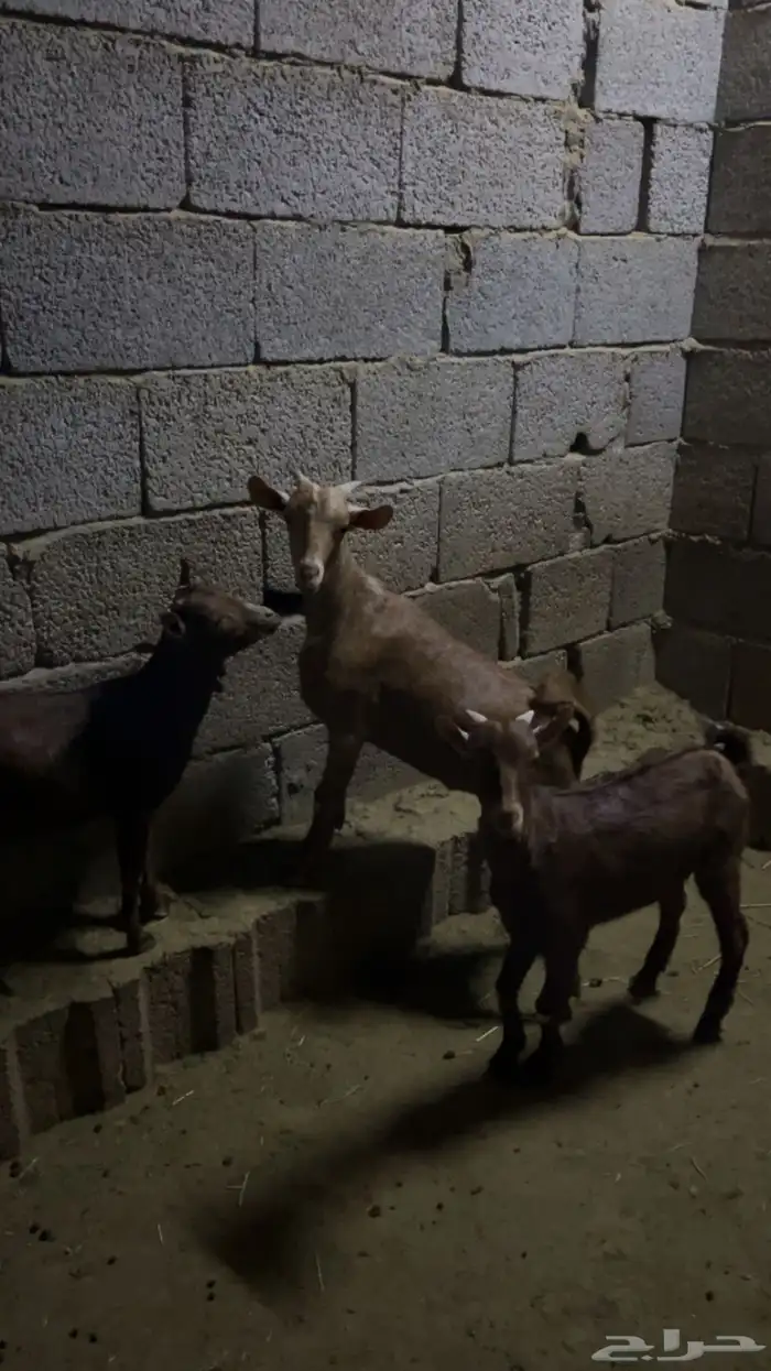 تيوس للبيع 2