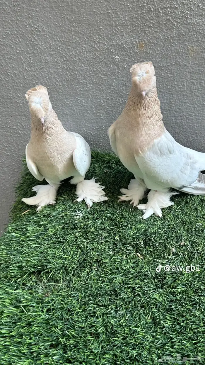 مطلوب جوز تركي نفس الصوره 0