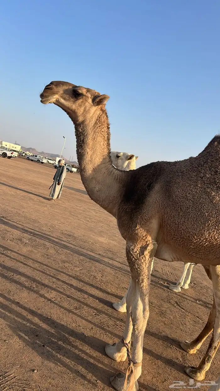 قعود احمر باتلي كفوو على جمل ابن قروش العجمي 1