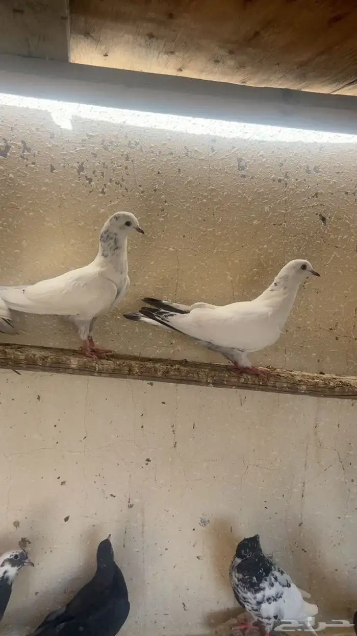 طبات وحشي من اساس قوي جدا وبيور 4