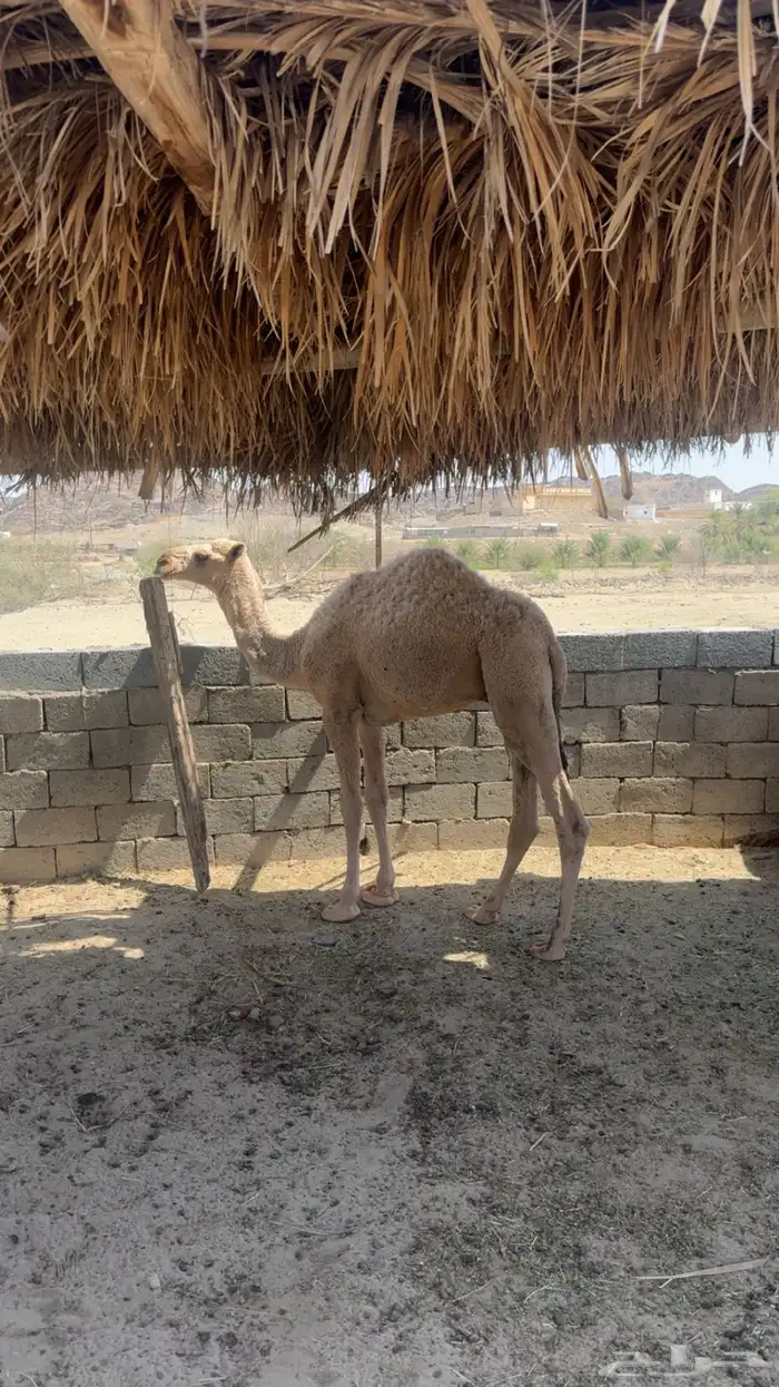 قعود كفو للبيع 0