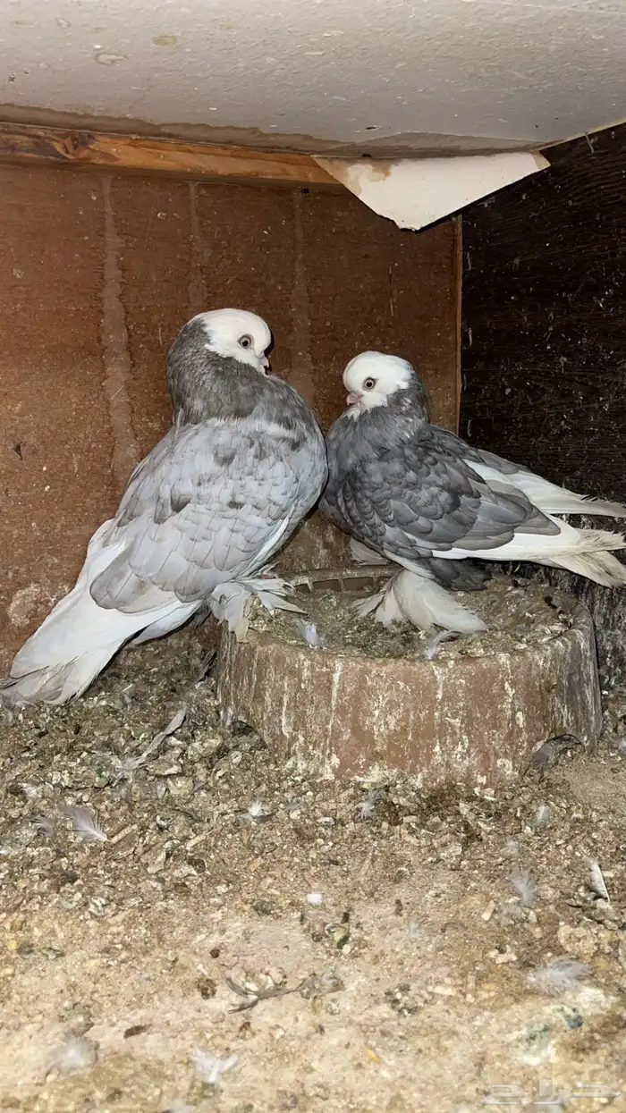 للبيع لونق فيس 5