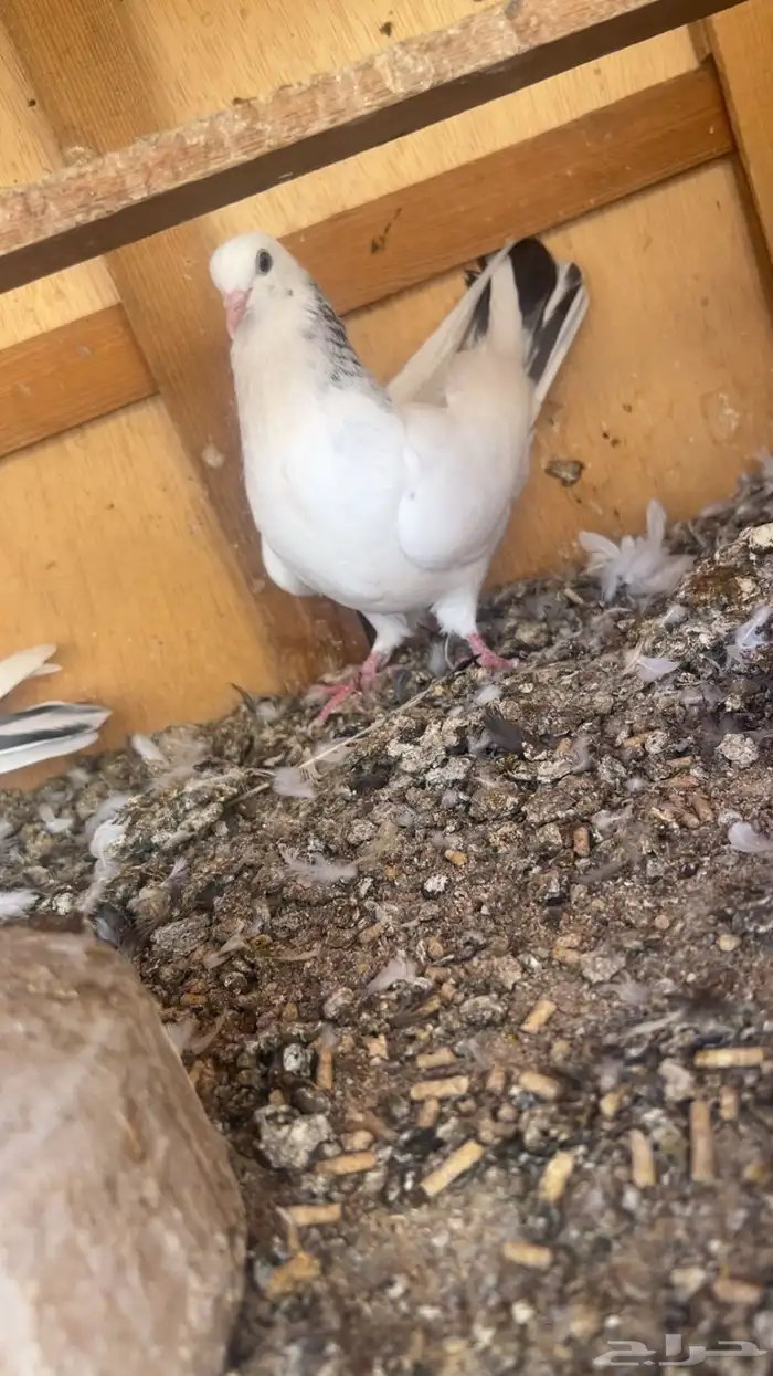 طبات وحشي من اساس قوي جدا وبيور 2