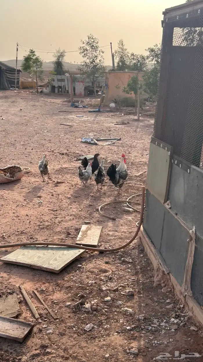 دجاج للبيع 1