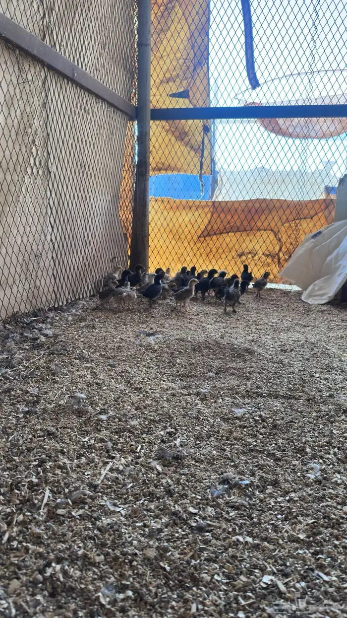 صوص بلدي تم البيع 1