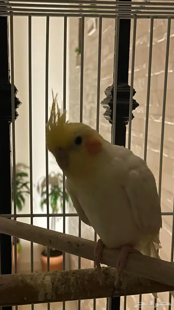 طير واحد فقط بأدواته كاملة 2