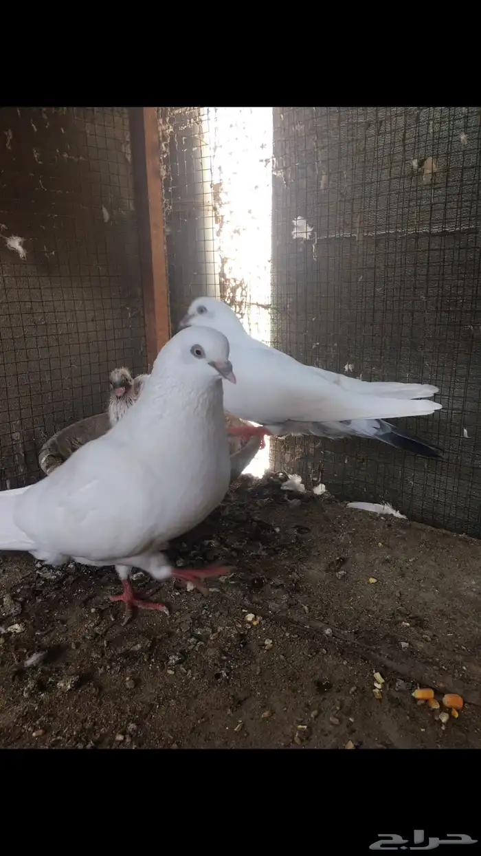 جوز وحشي تب مع انتاجه 12