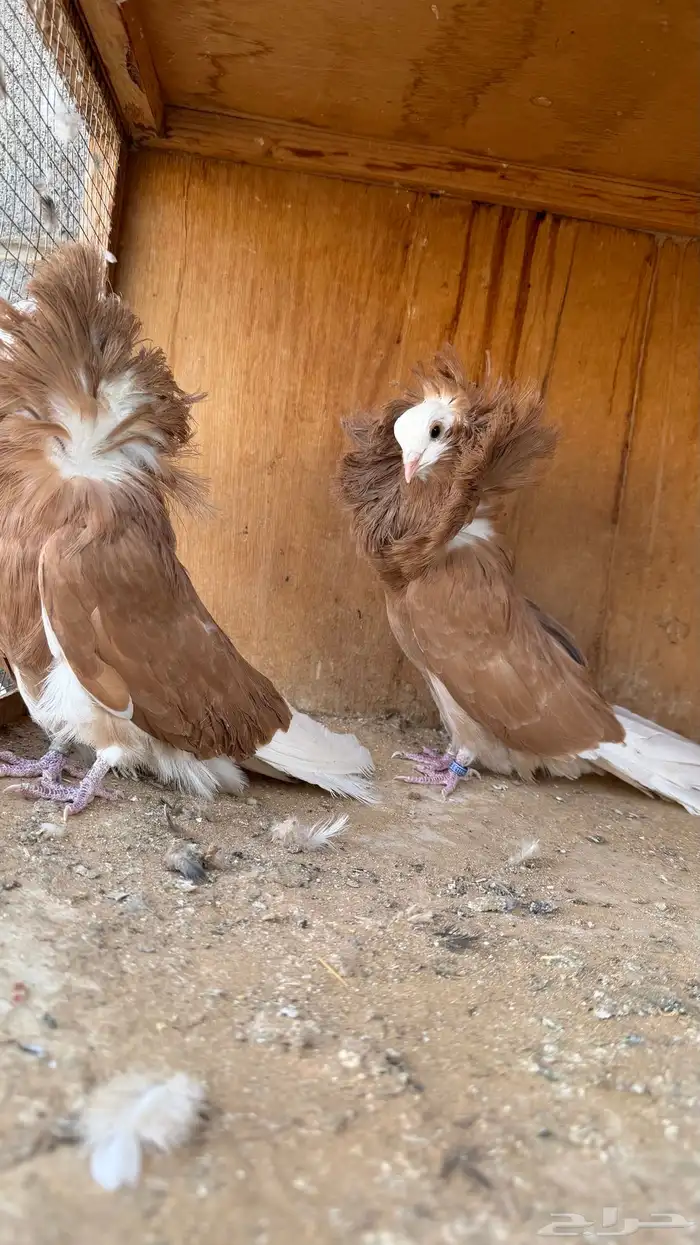زوج جاكوبين 0