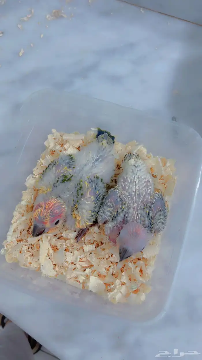 فروخ صن كنيور صبغه قويه 2