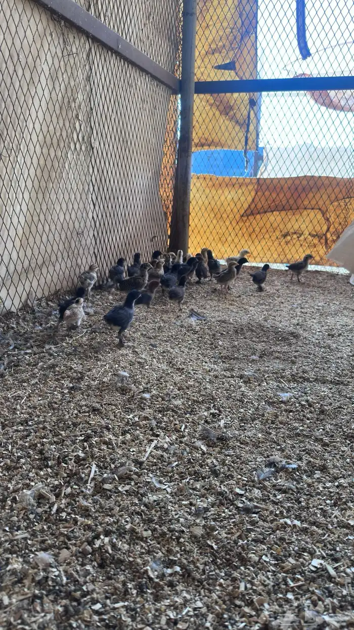 صوص بلدي تم البيع 0