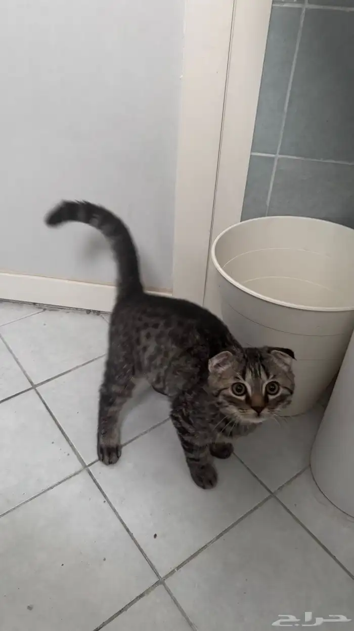 قط فصيله سكوتش فولد 4 شهور مطعم وعنده كرت 1