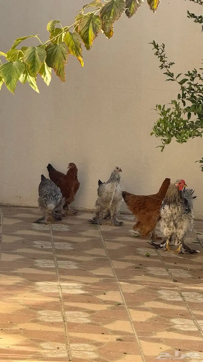 دجاج 0