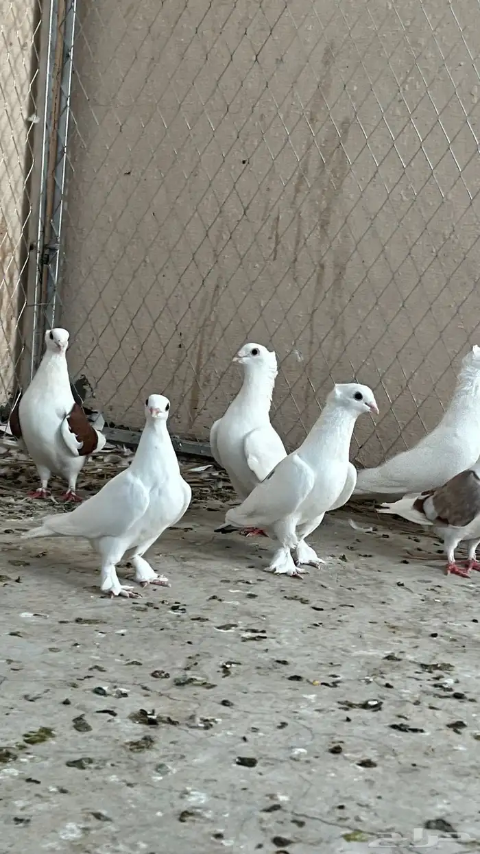 شبك مع مخافق وحمام 3