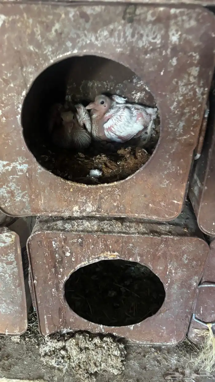 زغليل حمام فرانسي 4