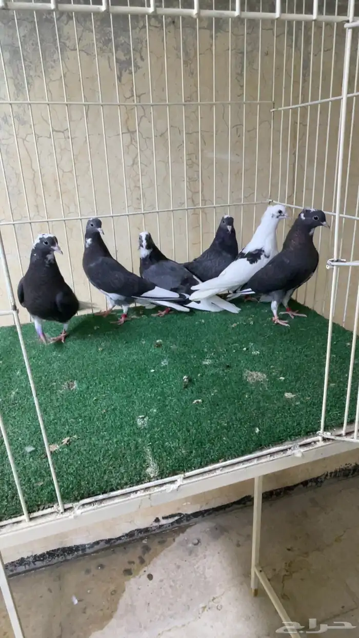 حمام قطايف (طبات) 2