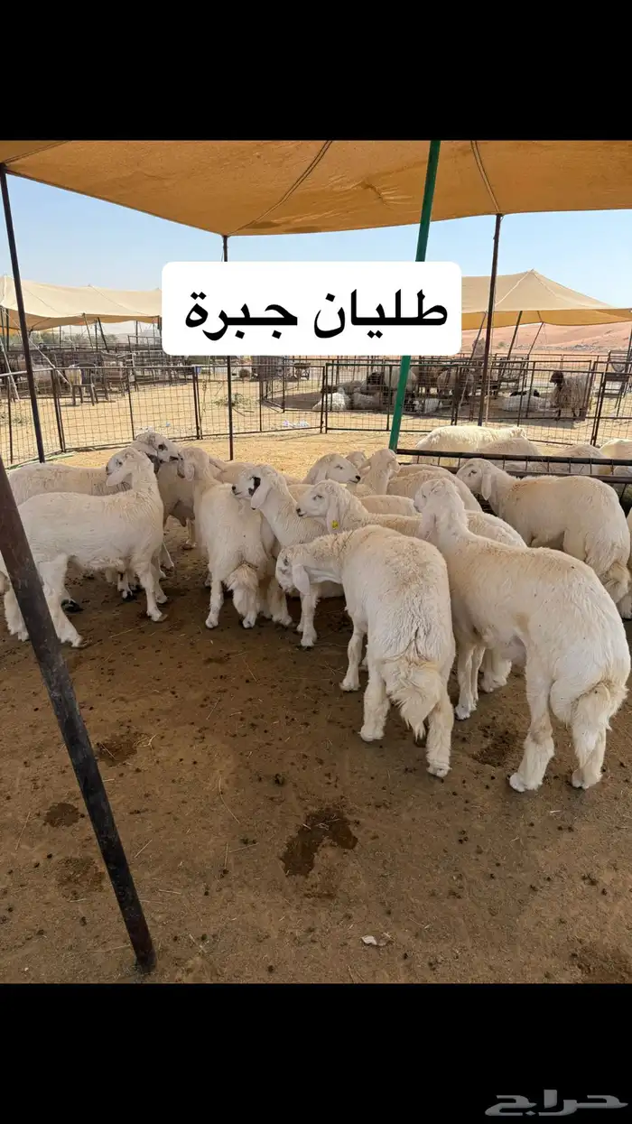 طليان حرية جبر وسط لباني 16