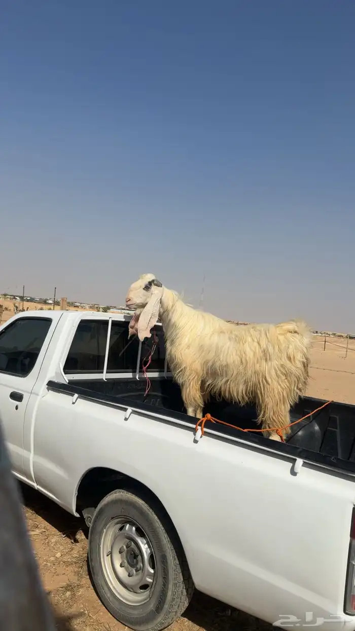 تيس مشروك جرمة طيب 0