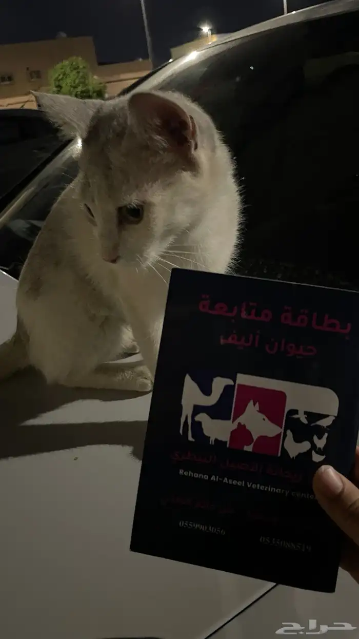 قطه لتبني 1