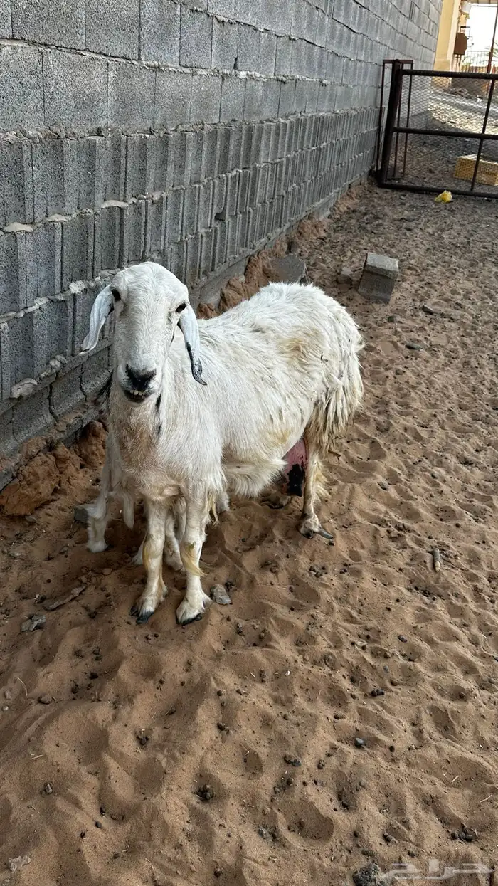 حريه متوم تم البيع 2