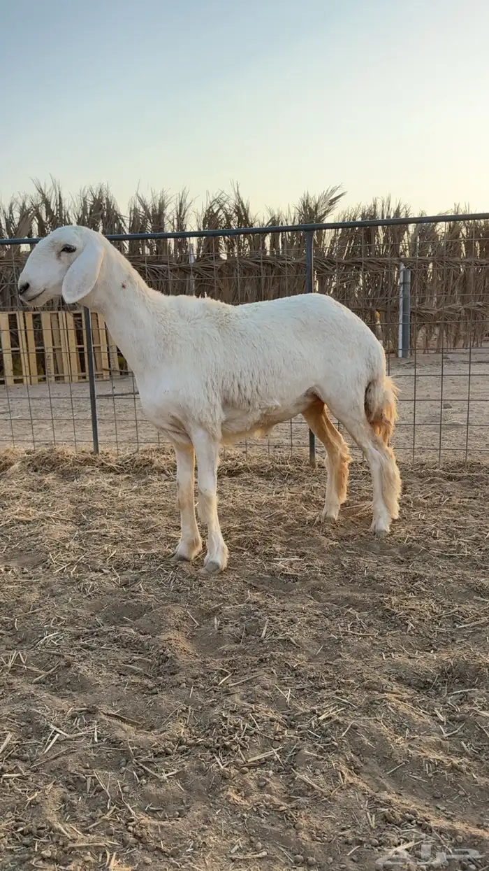 رخال حريات حرش مضاريع تم البيعع 2