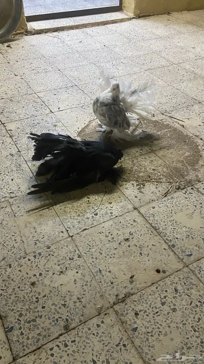 حمام رقاص جوز للبيع 1