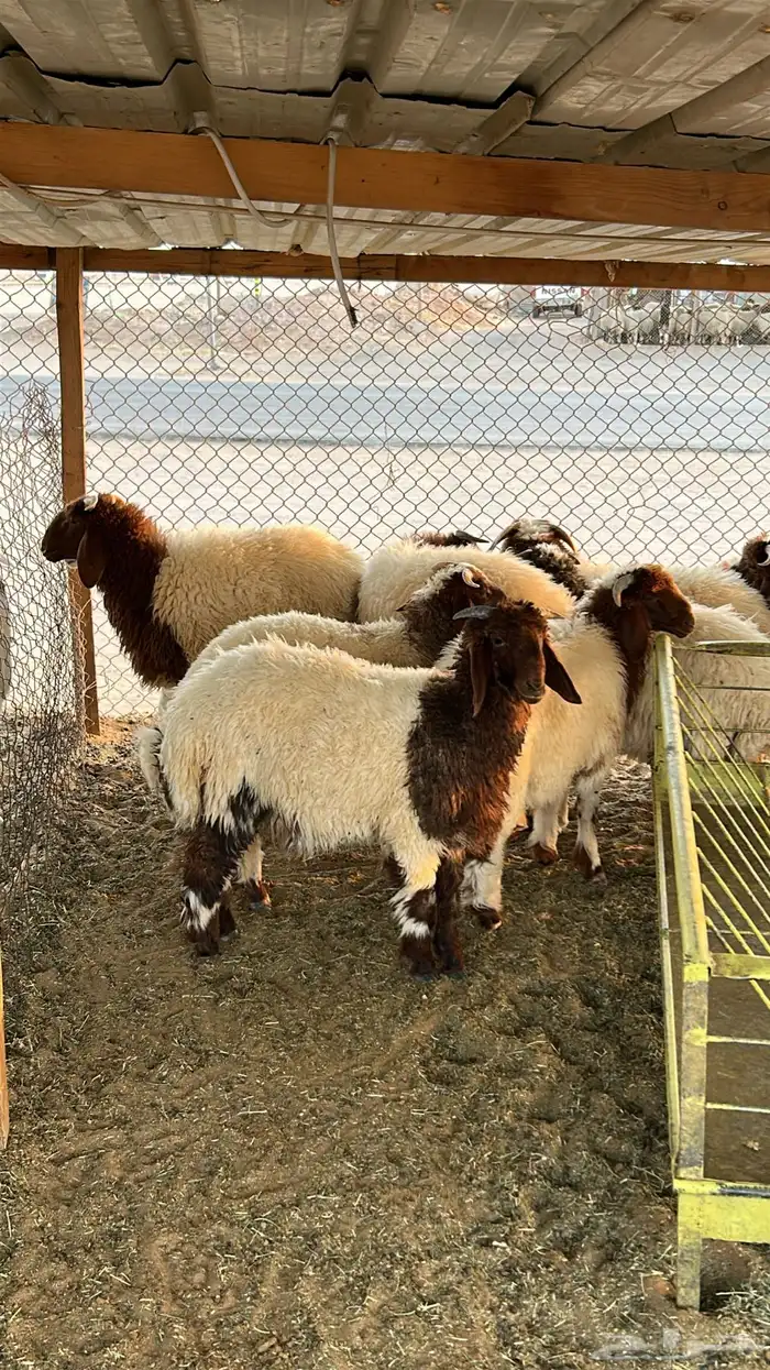 ذبايح نعيم بلدي شرط 2