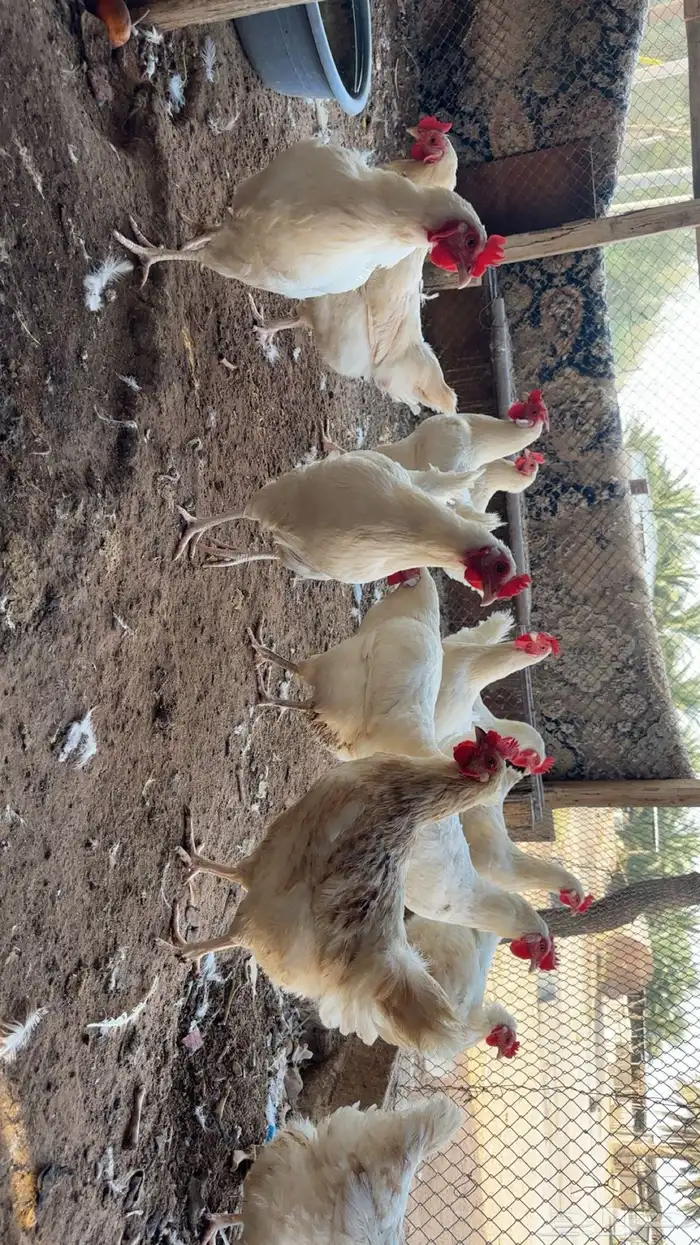 دجاج لوهمان 0