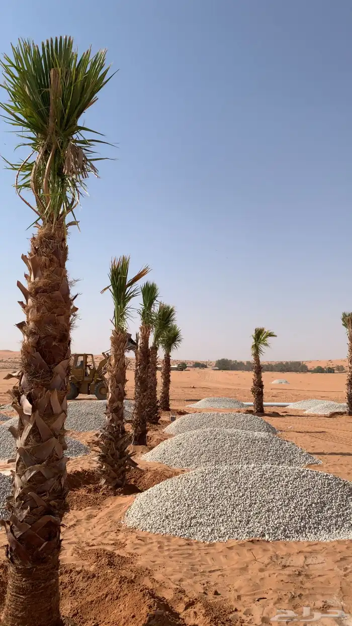 نخيل واشنطن   يوجد أجمل النخل الواشنطن وكل م يختص بالنخل 1