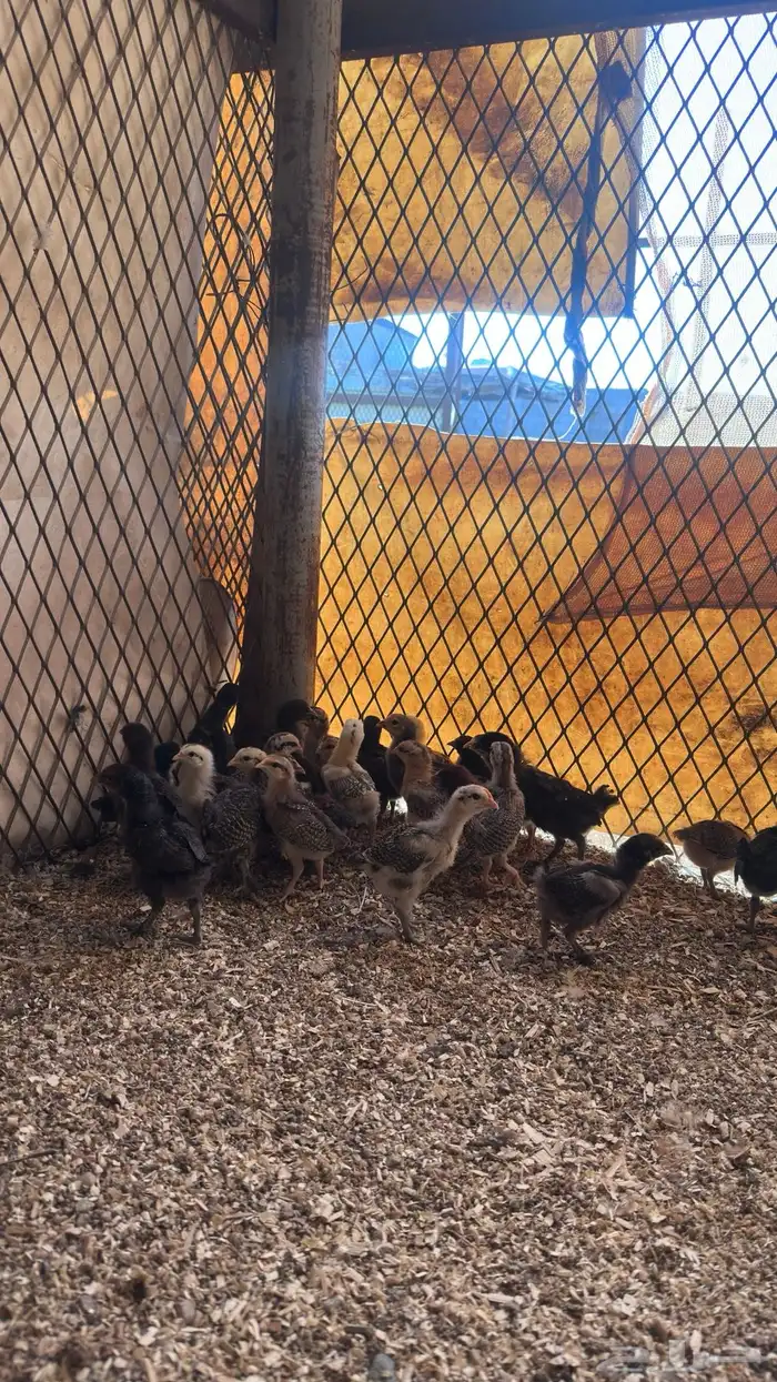 صوص بلدي تم البيع 2