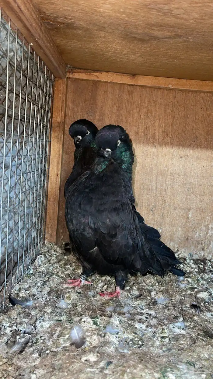 للبيع لونق فيس 1