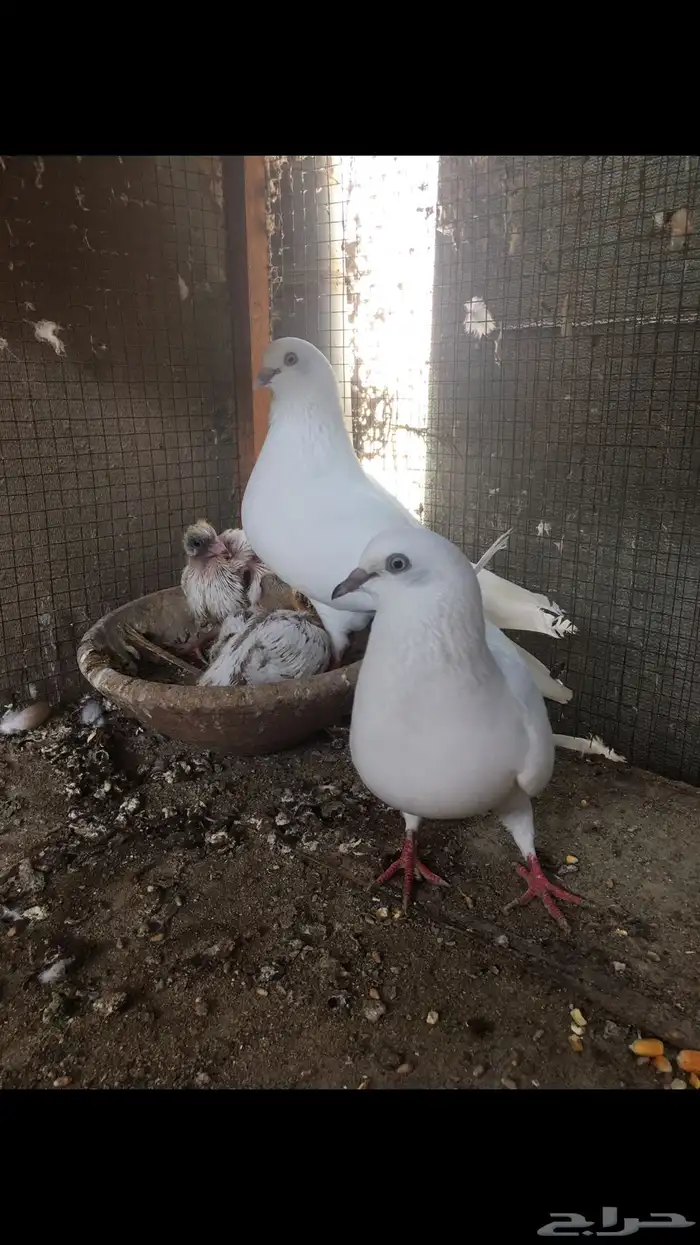 جوز وحشي تب مع انتاجه 5